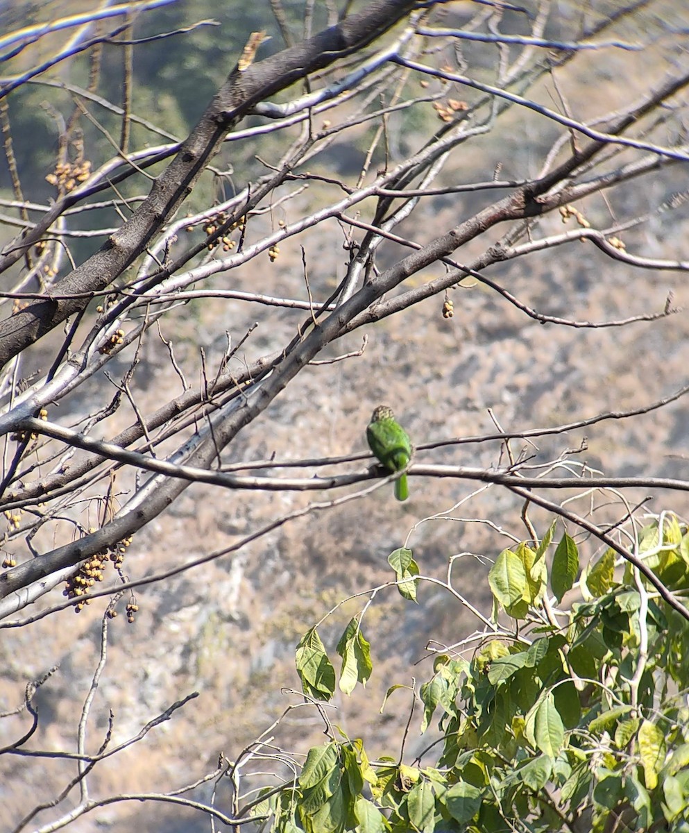 Lineated Barbet - ML601523501