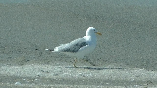 Goéland de Californie - ML601523721