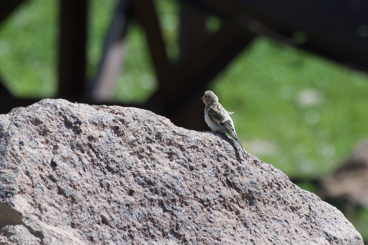 Twite - Shlomi Segall