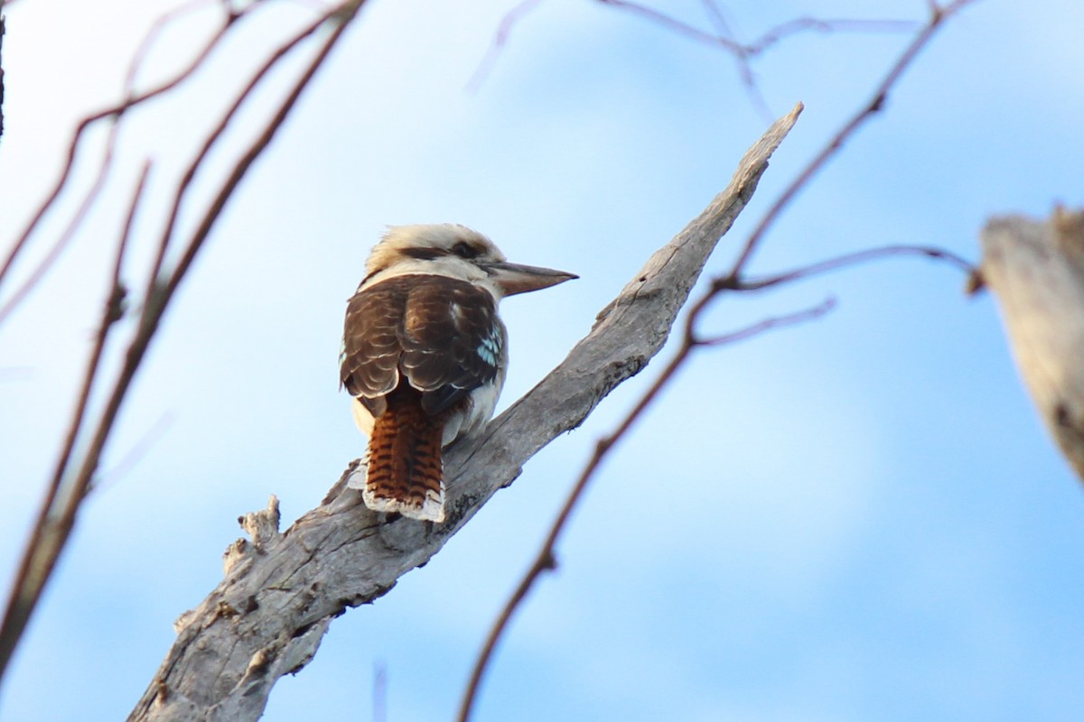 Laughing Kookaburra - Jeremy Lindsell