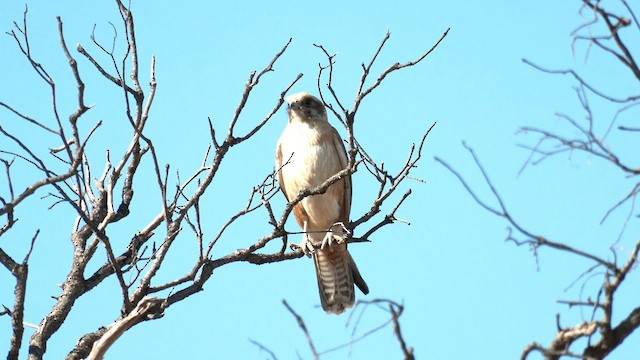 Uzun Bacaklı Doğan - ML601525581