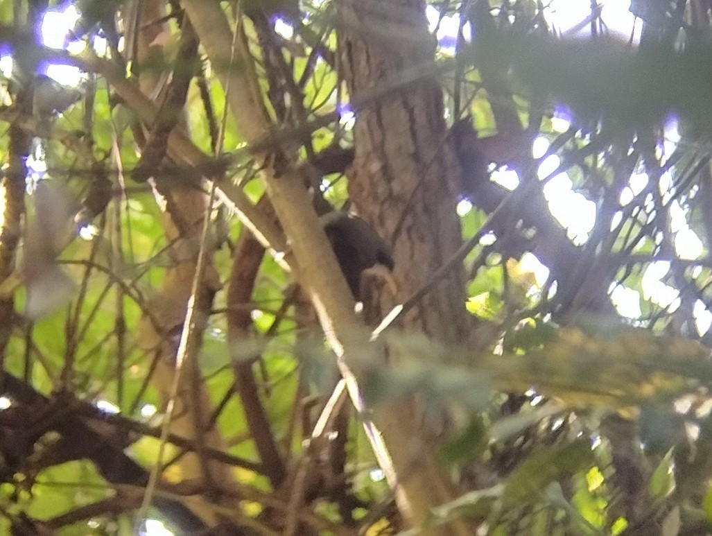 Javan Scimitar-Babbler - ML601525601