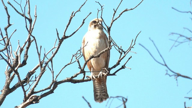 Brown Falcon - ML601525611