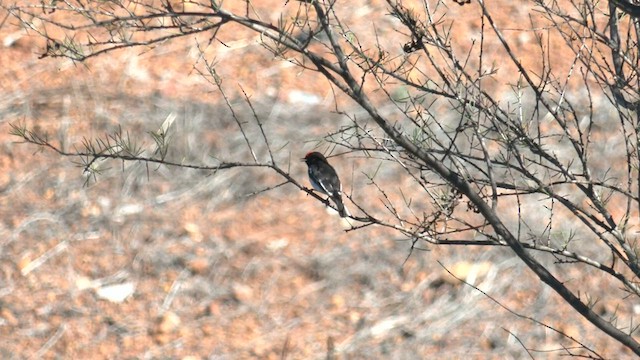 Red-capped Robin - ML601525711