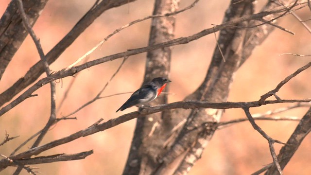 Mistletoebird - ML601525751