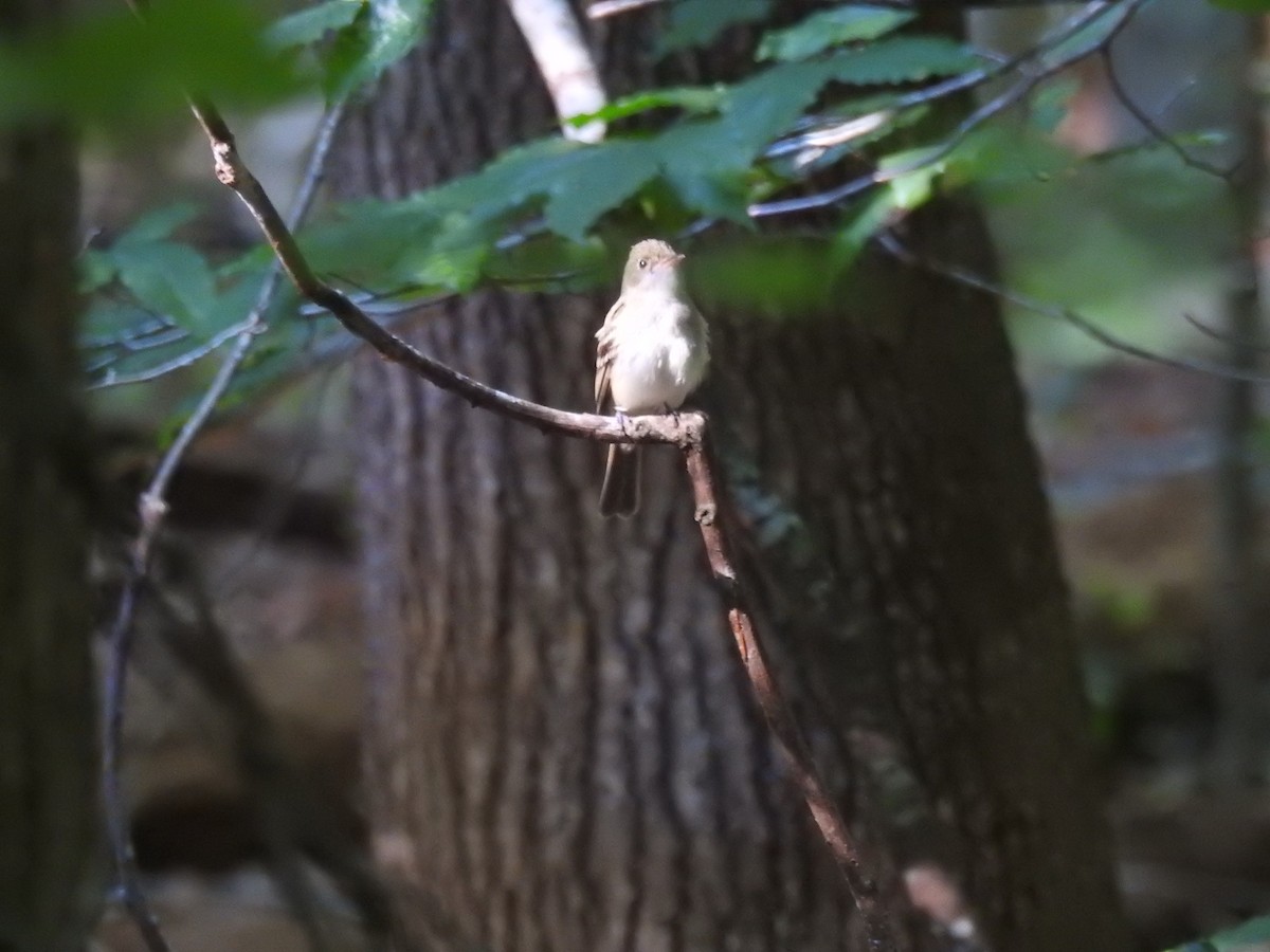 Acadian Flycatcher - ML60152601