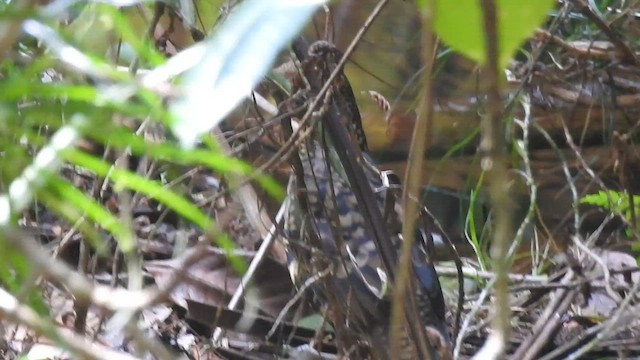 Sri Lanka Thrush - ML601526381