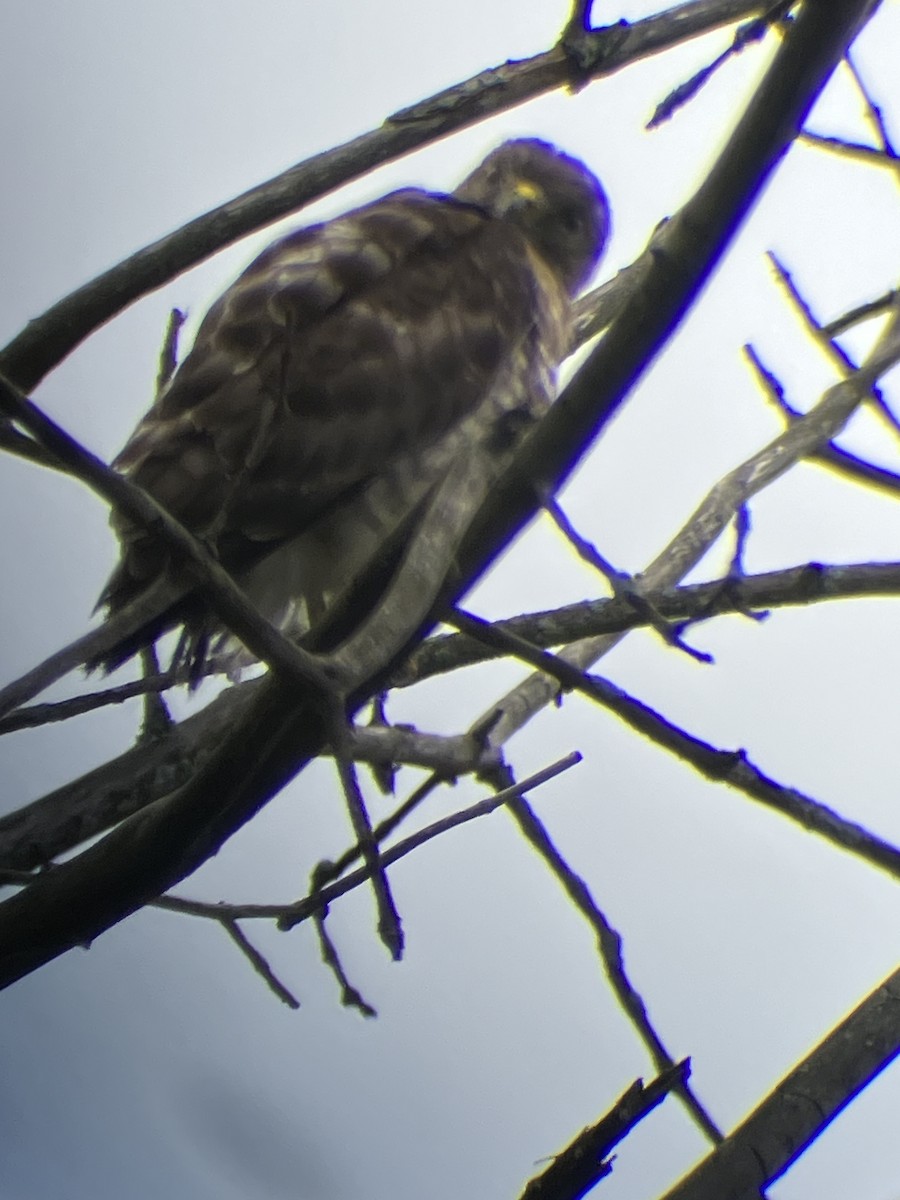 Broad-winged Hawk - ML601527691