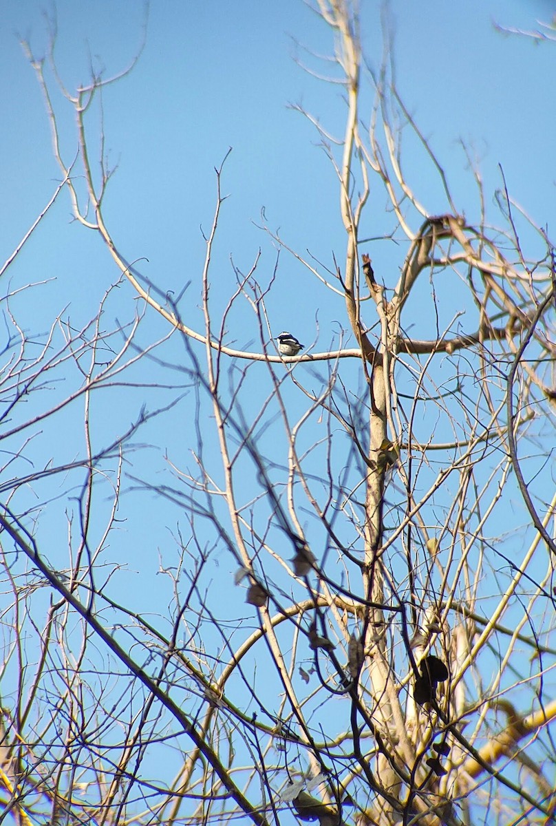 Bar-winged Flycatcher-shrike - Ms Aparajita