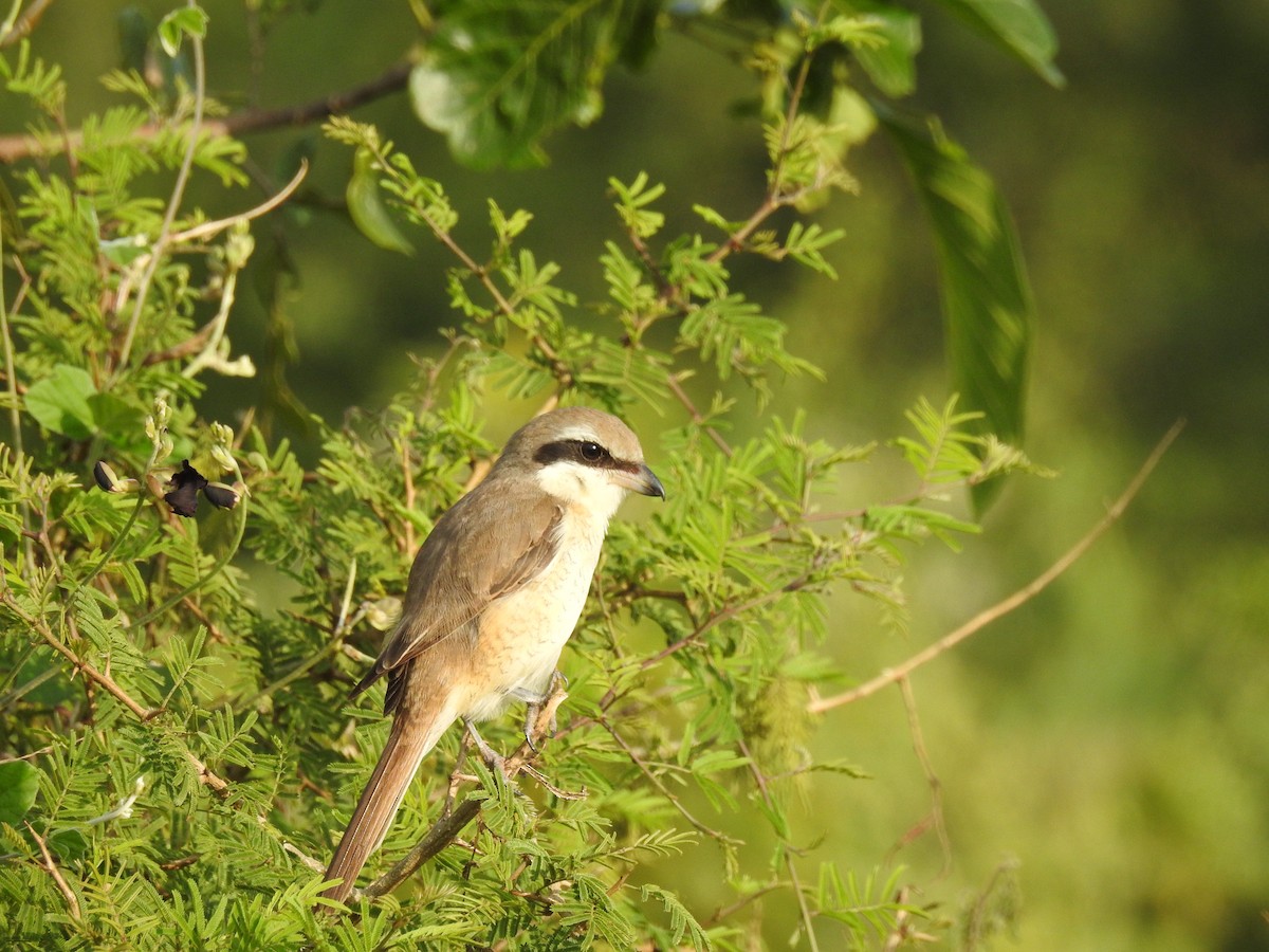 Brown Shrike - ML601529041