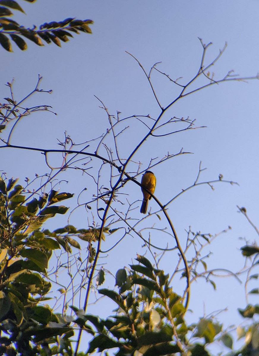 Bulbul Cariblanco - ML601529351