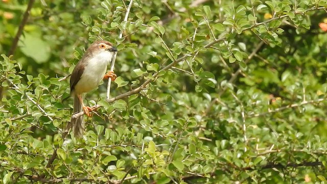 Yellow-eyed Babbler - ML601529561