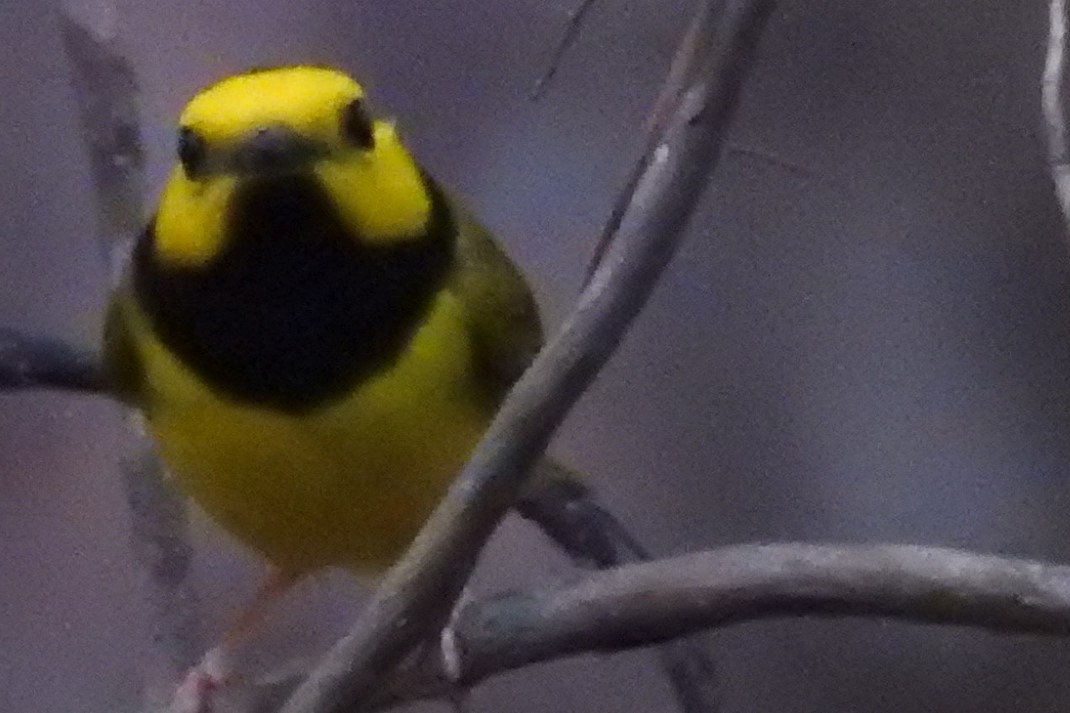 Hooded Warbler - Carlton Noll