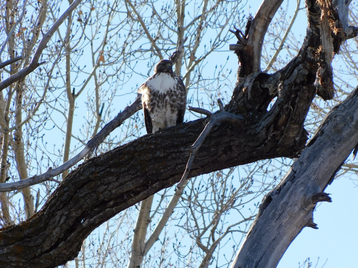 Red-tailed Hawk - ML601529841