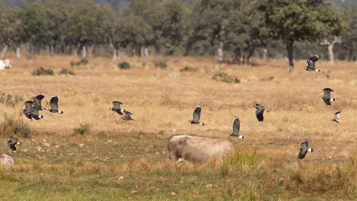 Northern Lapwing - ML601530521