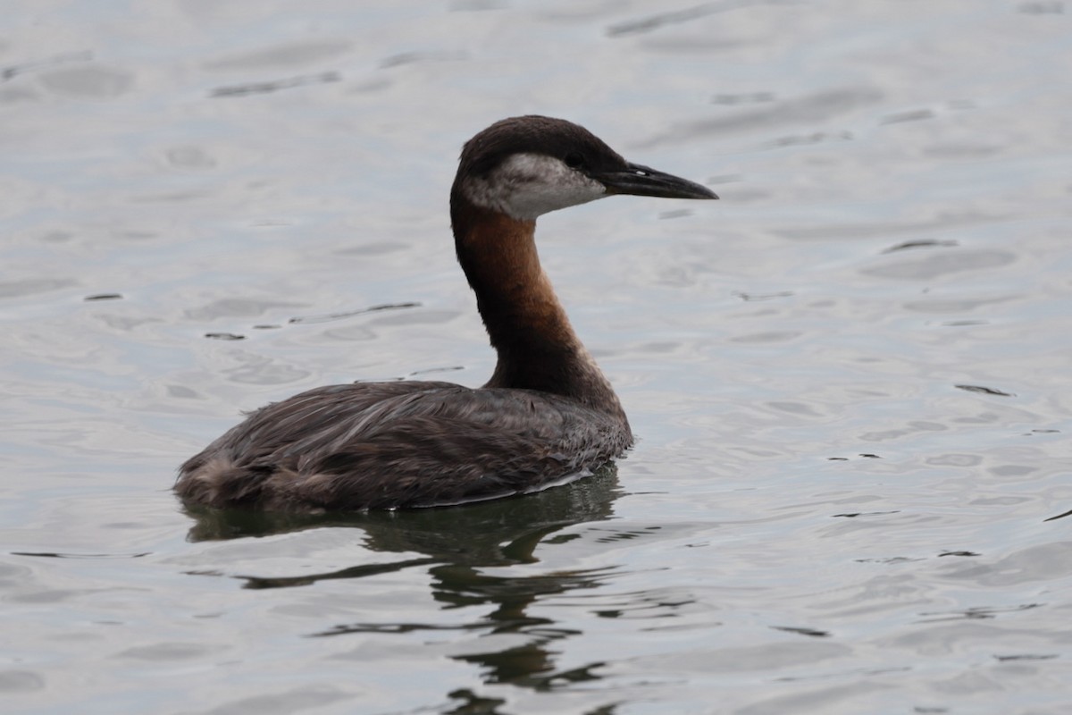 Red-necked Grebe - ML601530951