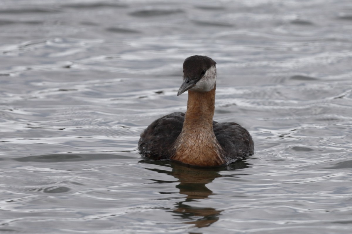 Red-necked Grebe - ML601530961