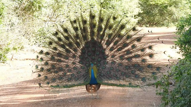 Indian Peafowl - ML601530991