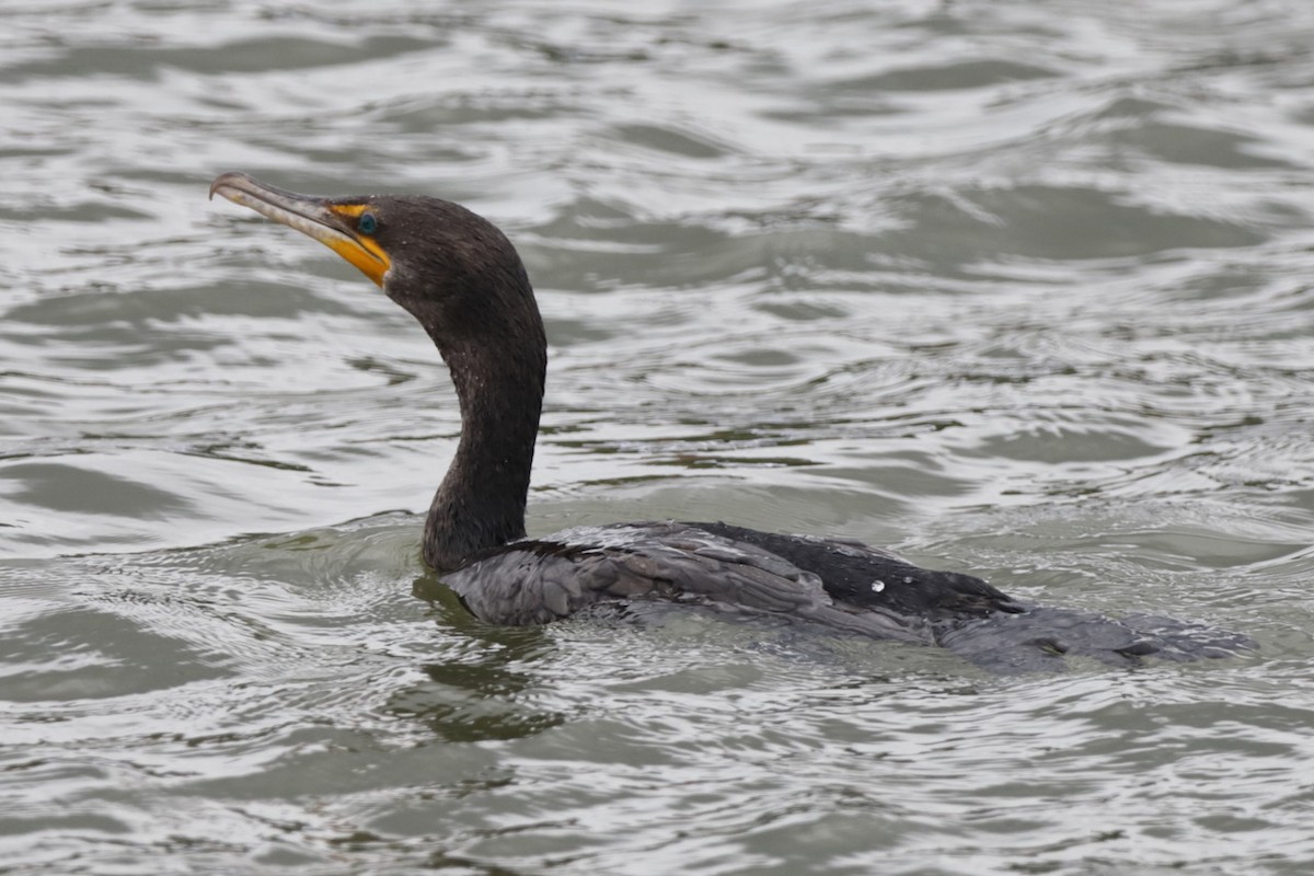 Double-crested Cormorant - ML601531041