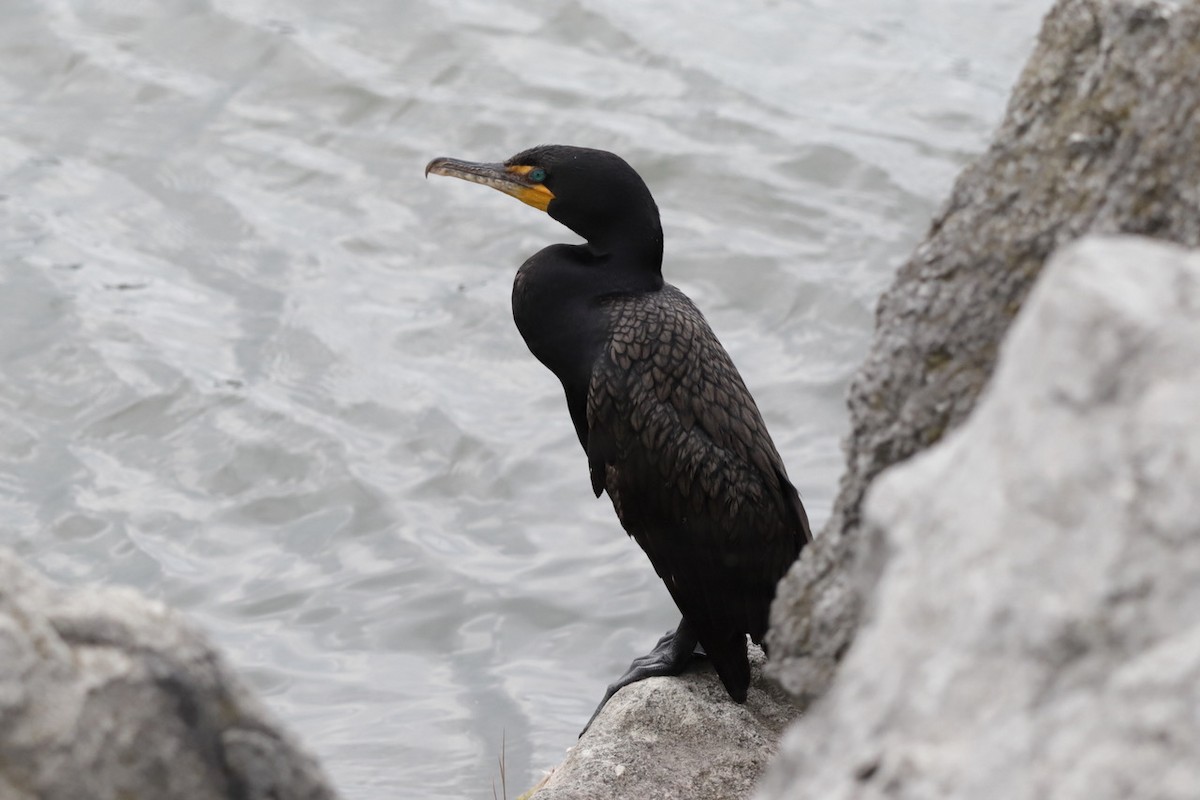 Double-crested Cormorant - ML601531051