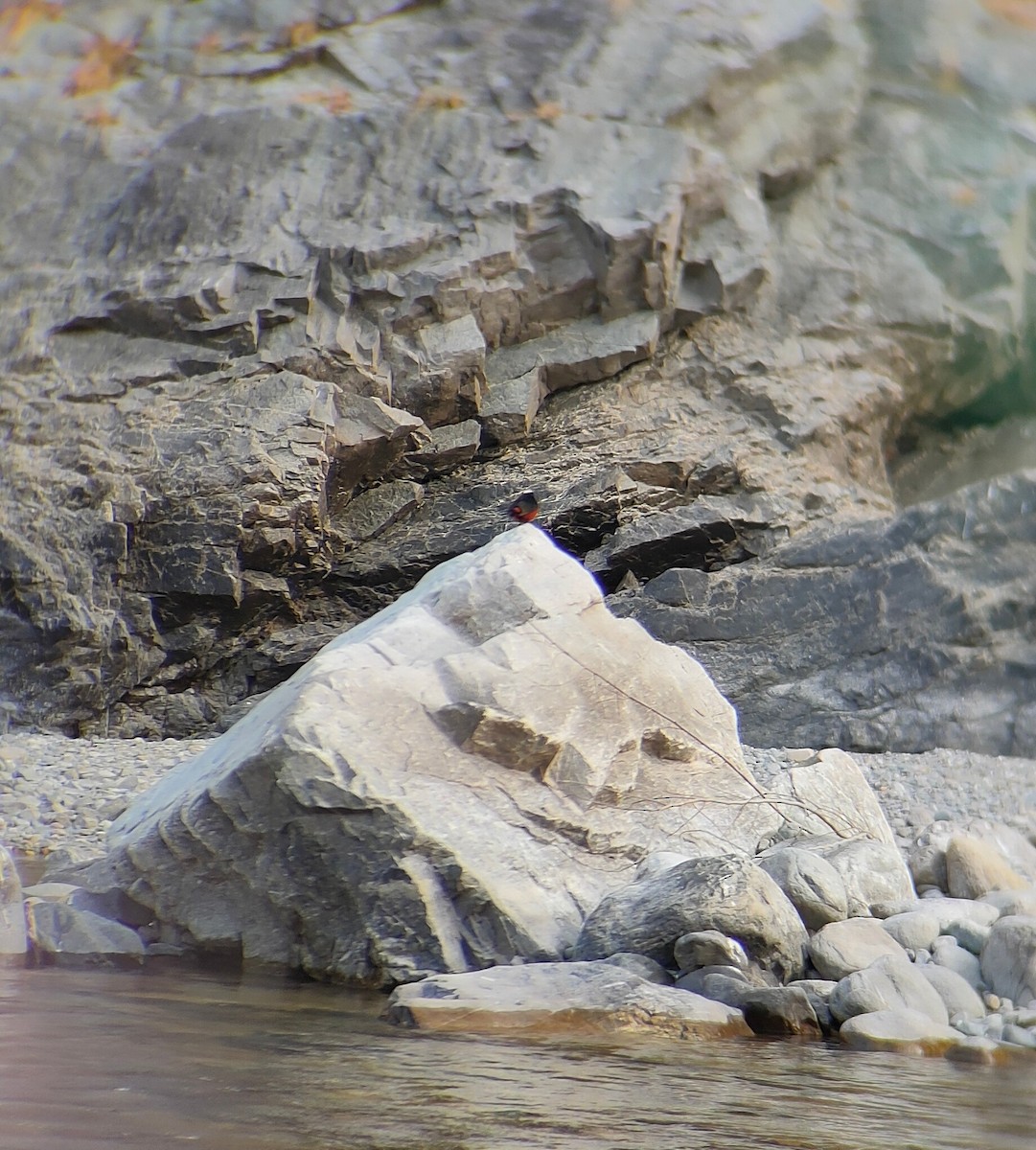 White-capped Redstart - ML601531791