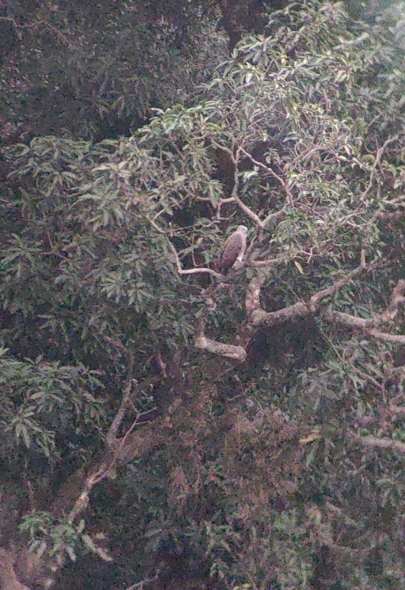 Lesser Fish-Eagle - Ms Aparajita