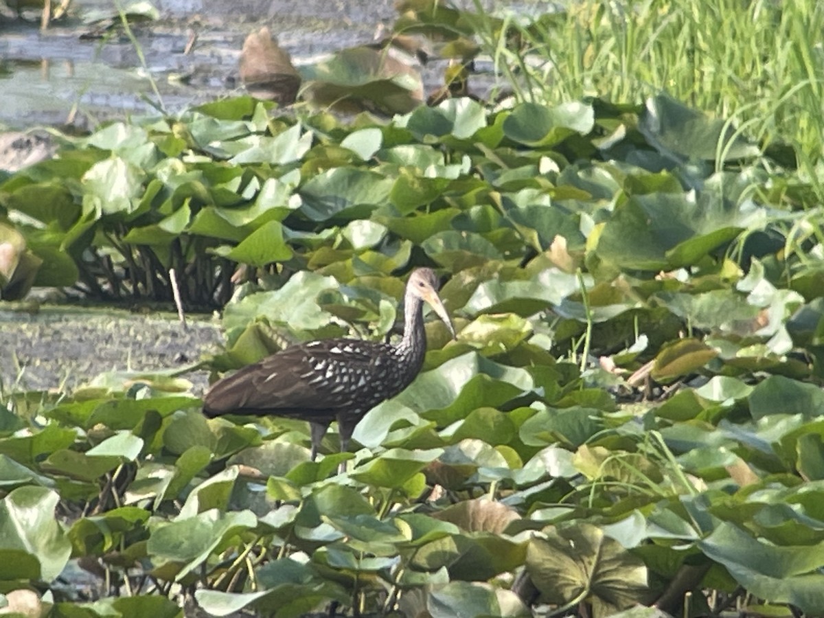 Limpkin - ML601532701