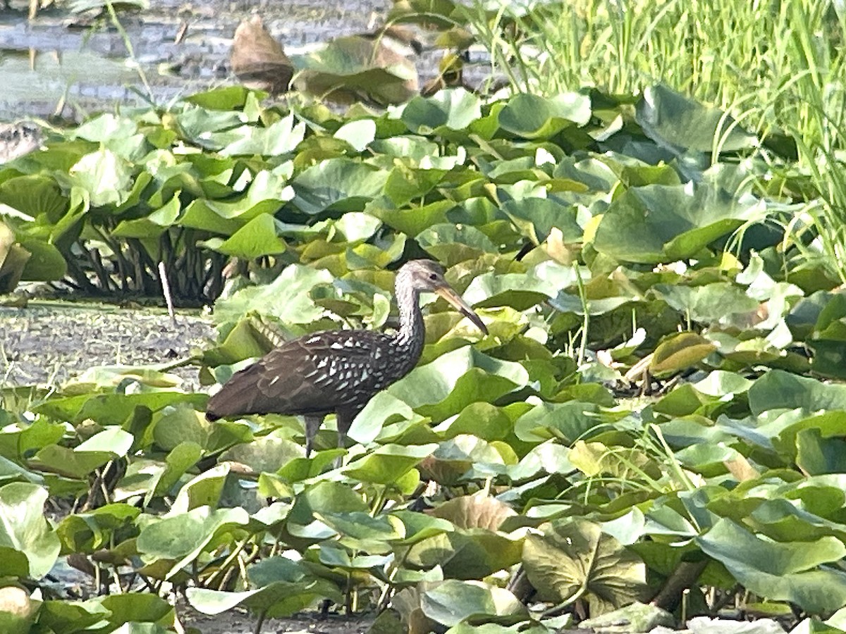 Limpkin - ML601532711