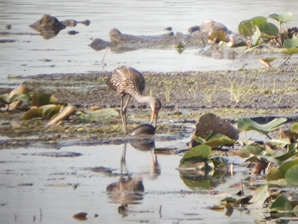Limpkin - ML601533201