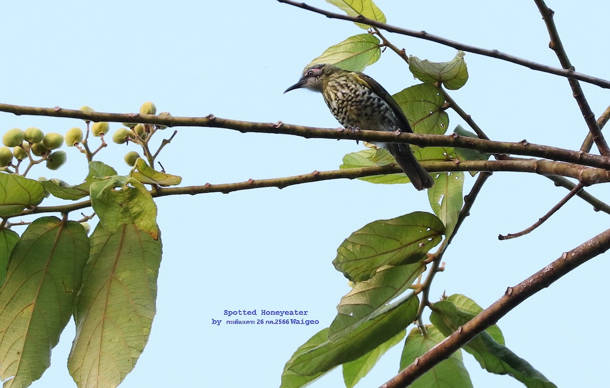 Spotted Honeyeater - Argrit Boonsanguan