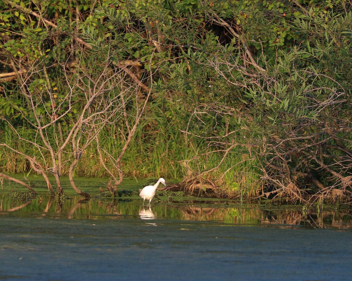 Little Blue Heron - Deborah Edwards-Onoro