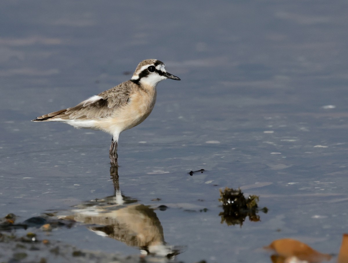 Kittlitz's Plover - ML601533691