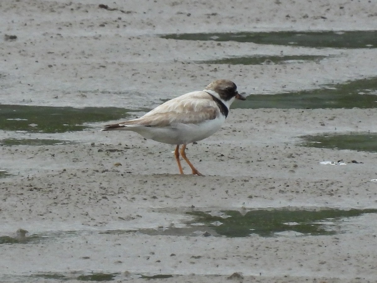 Semipalmated Plover - ML601534251