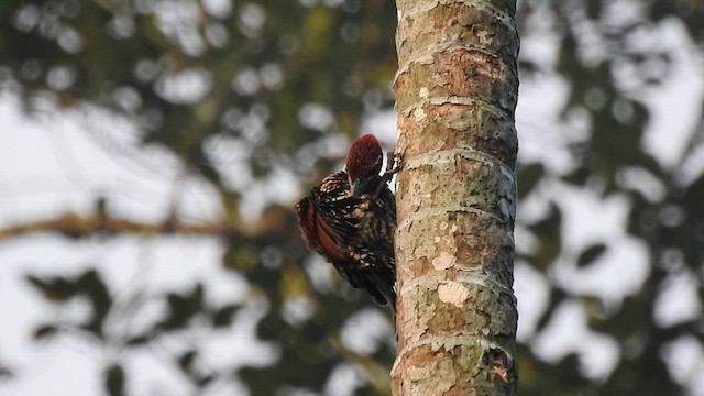 Red-backed Flameback - ML601534421