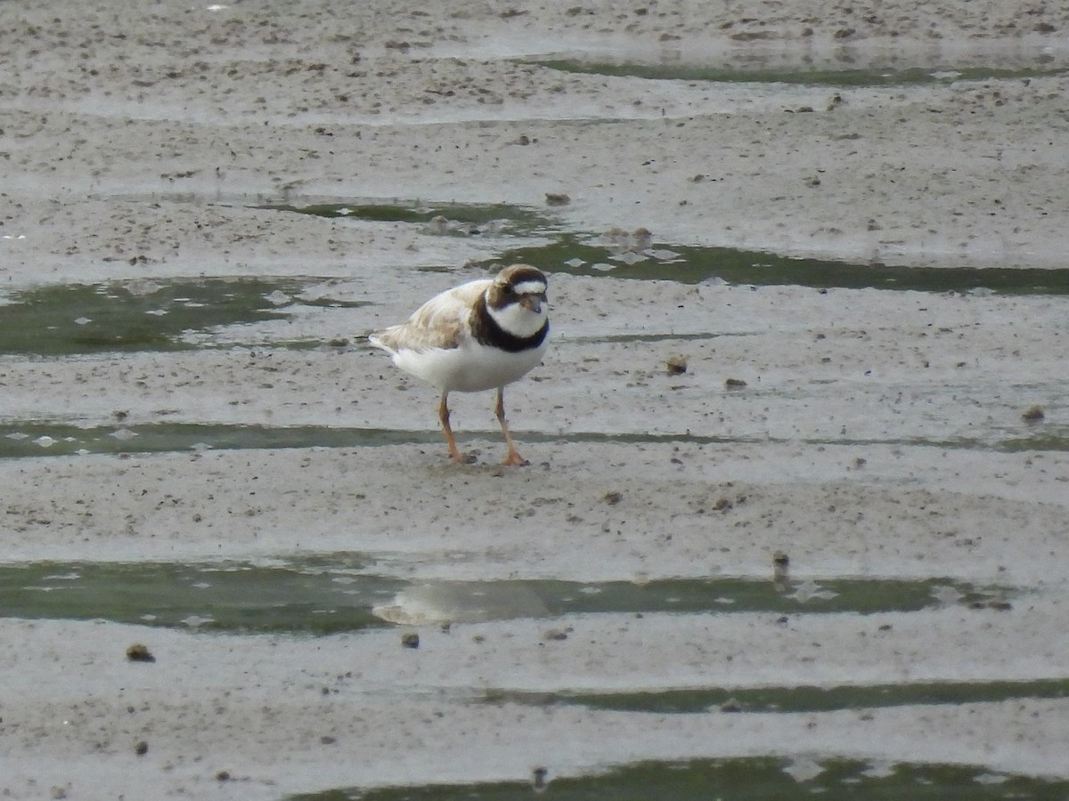 Semipalmated Plover - ML601534641