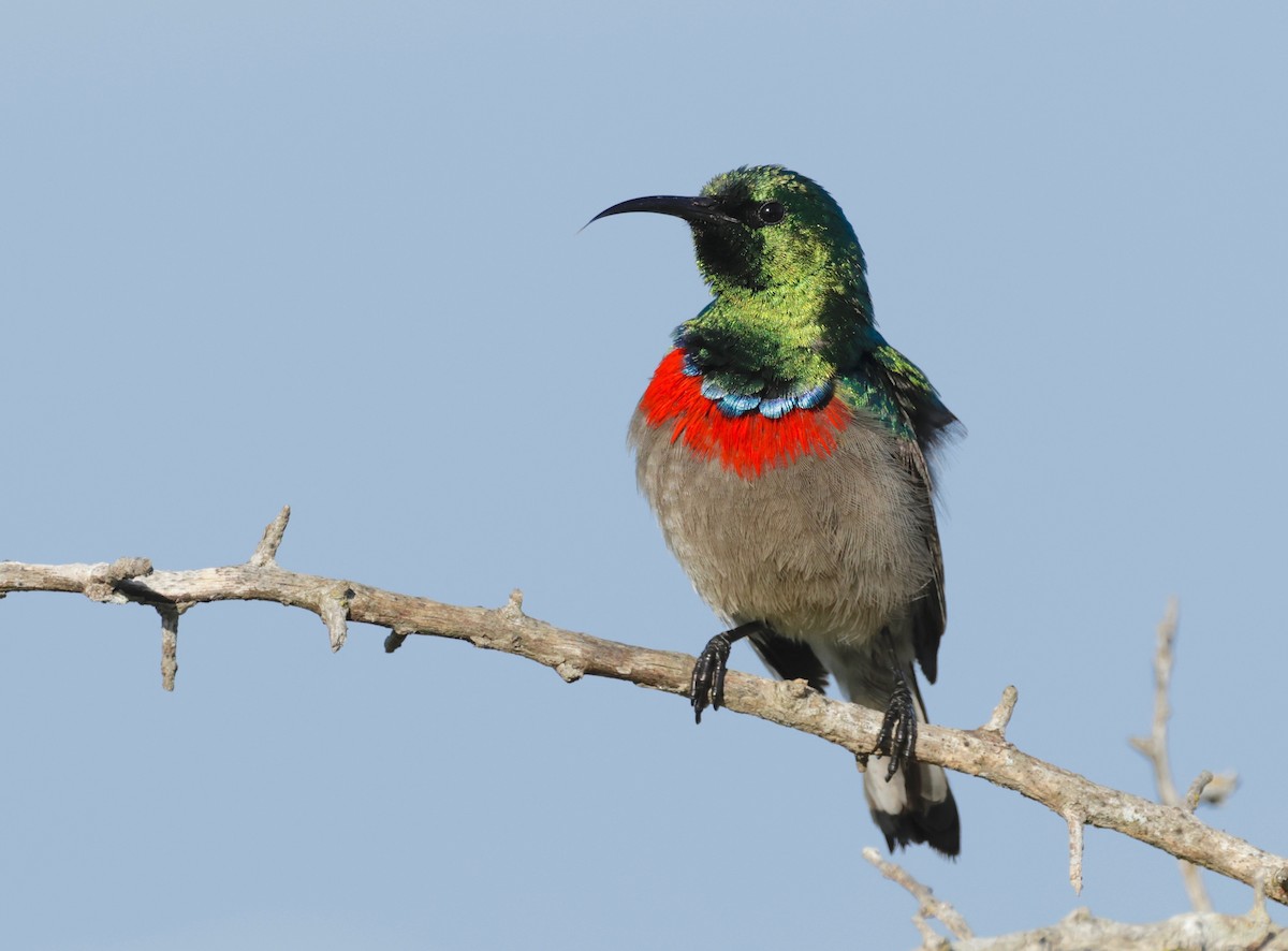 Southern Double-collared Sunbird - ML601534671