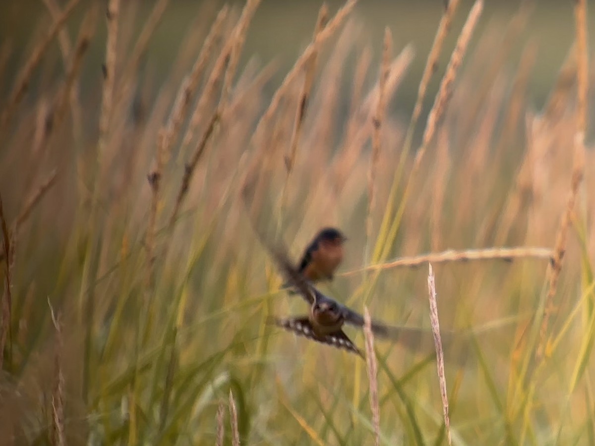 Barn Swallow - Detlef Buettner