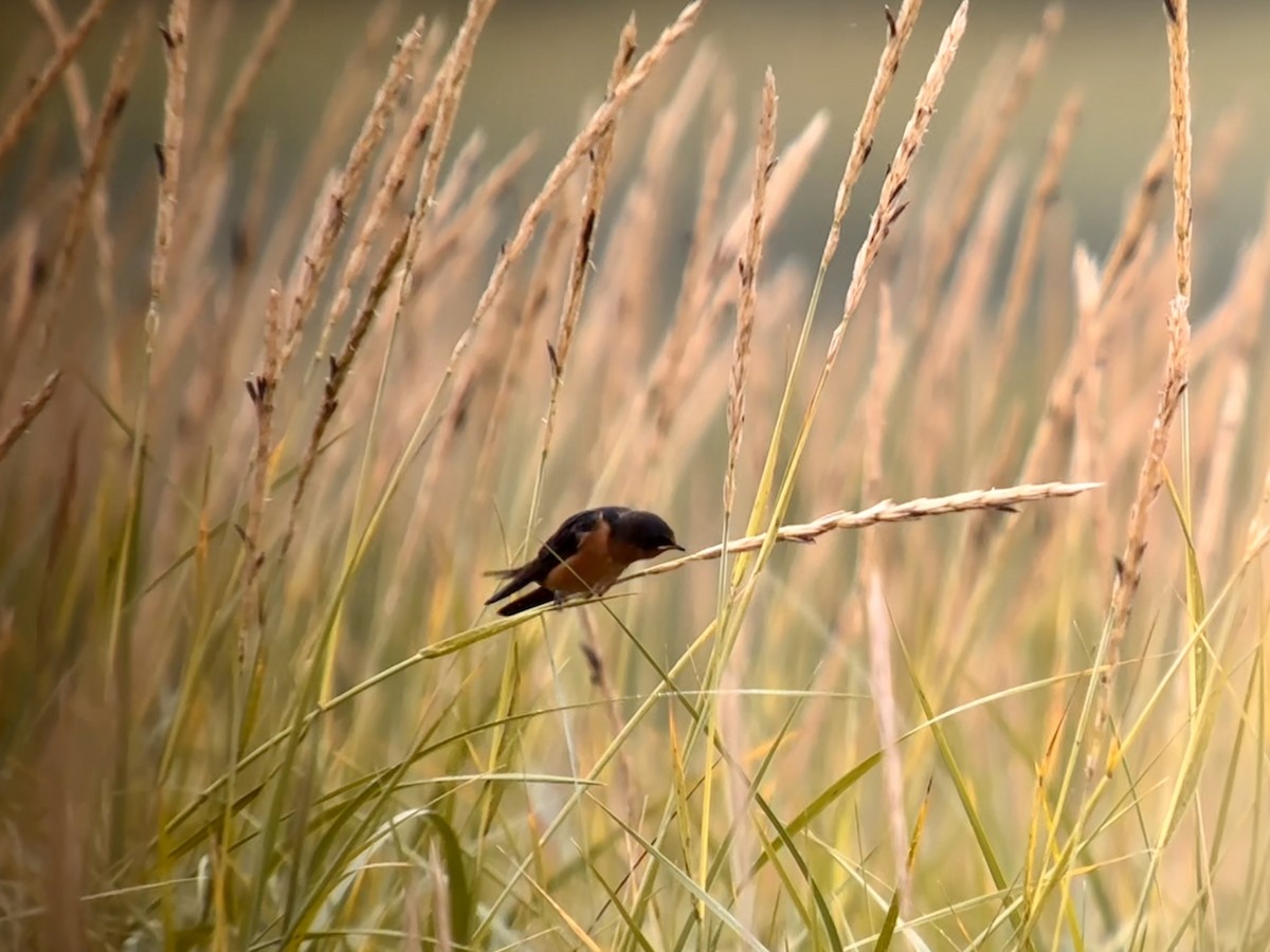 Barn Swallow - ML601535061