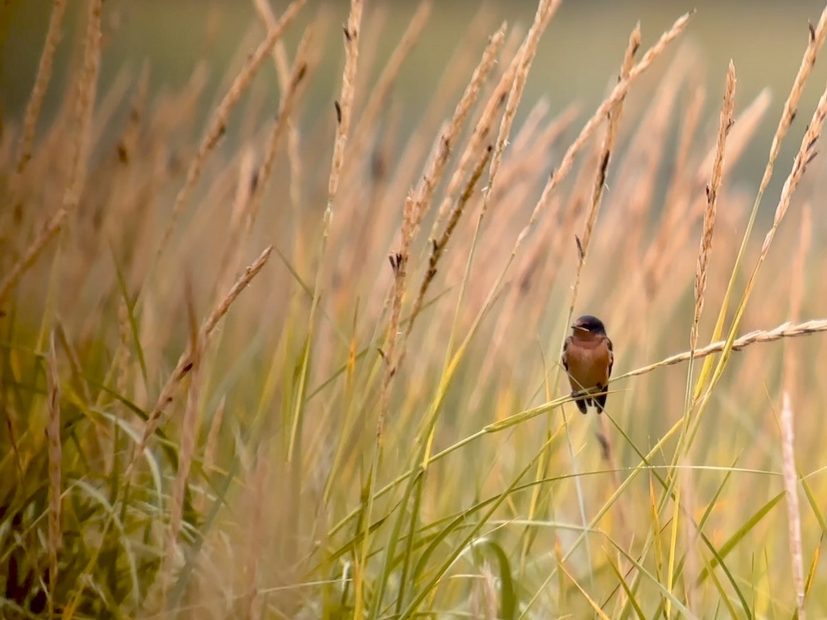 Barn Swallow - Detlef Buettner