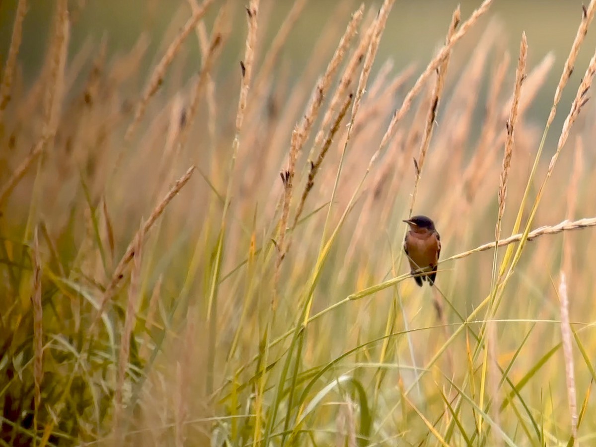 Barn Swallow - Detlef Buettner