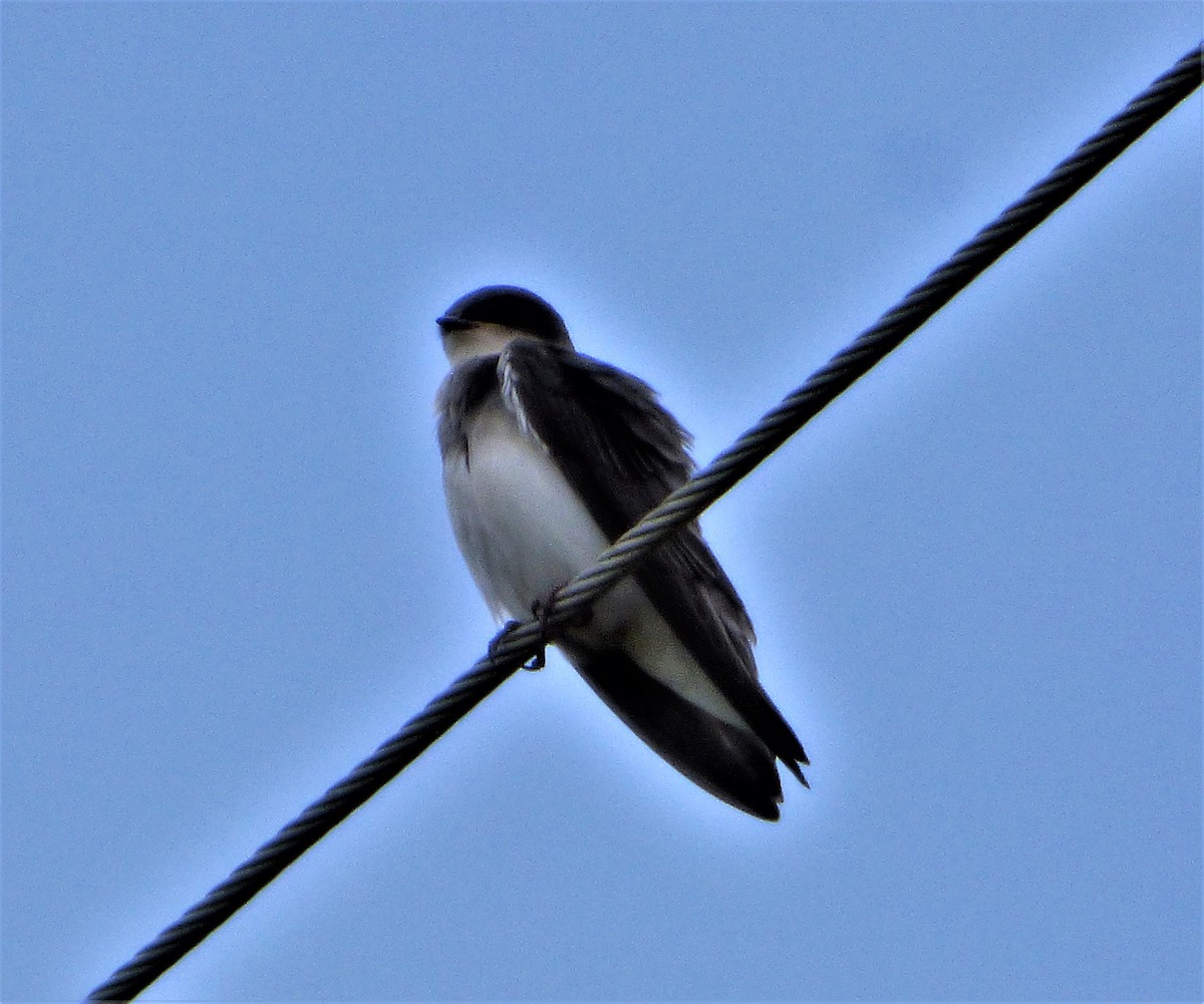 Bank Swallow - ML60153621