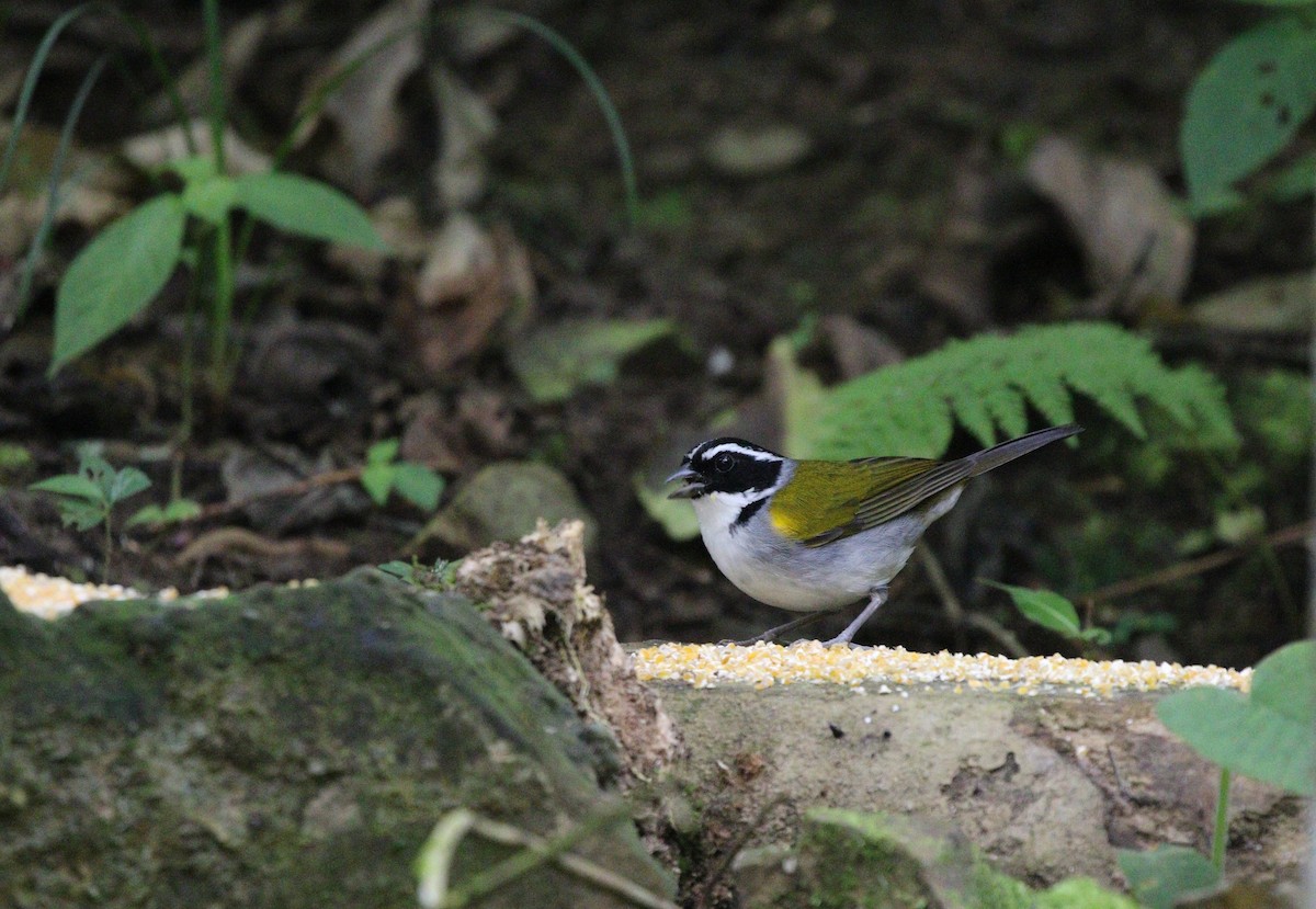 Pectoral Sparrow (Pectoral) - Richard Greenhalgh