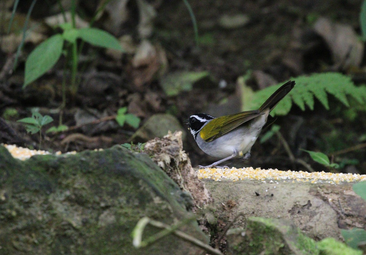 シズカシトド（taciturnus／nigrirostris） - ML601536291