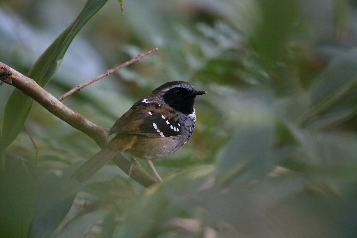 Squamate Antbird - Henrique Ressel