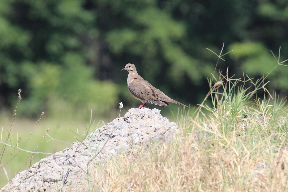 Mourning Dove - ML601536991