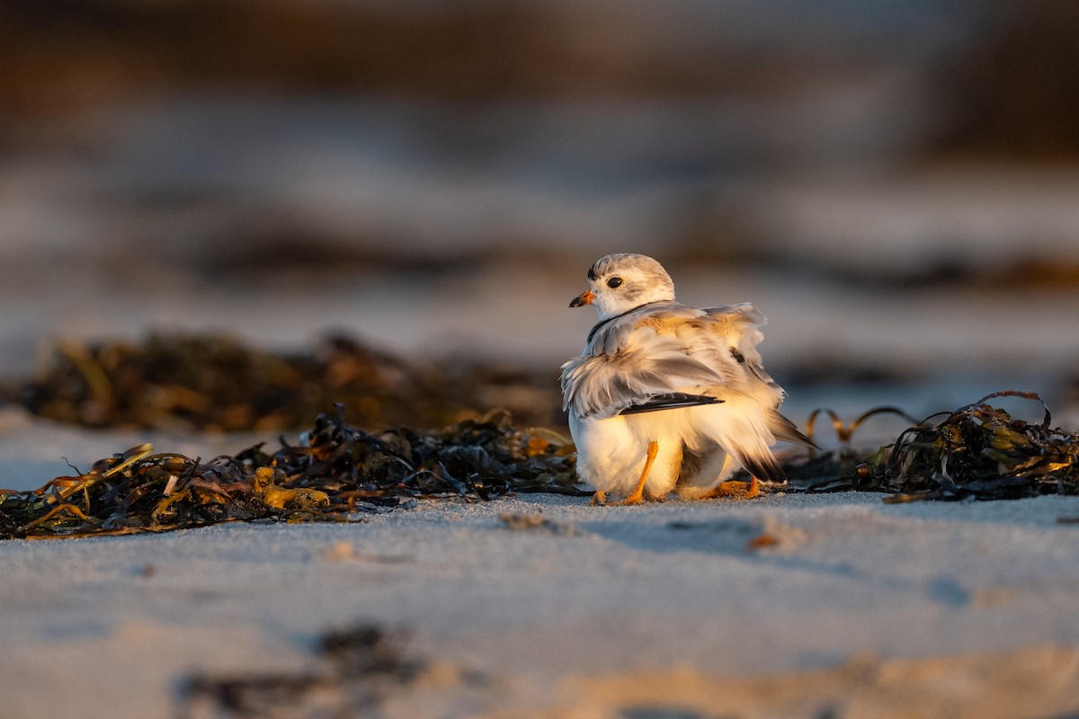 Piping Plover - Jason Dain