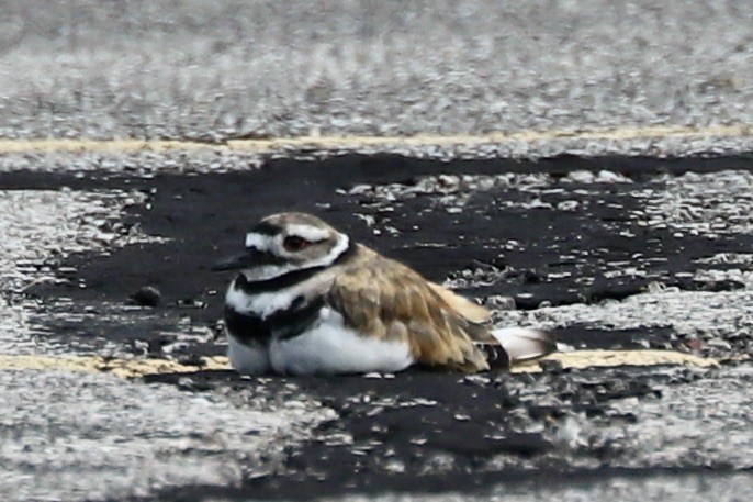 Killdeer - ML601537131