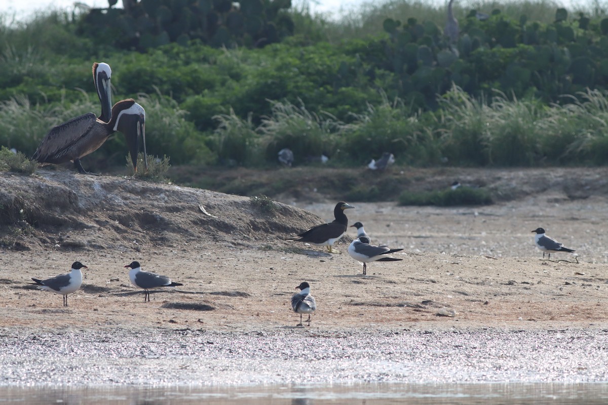 Brown Booby - Justin LeClaire