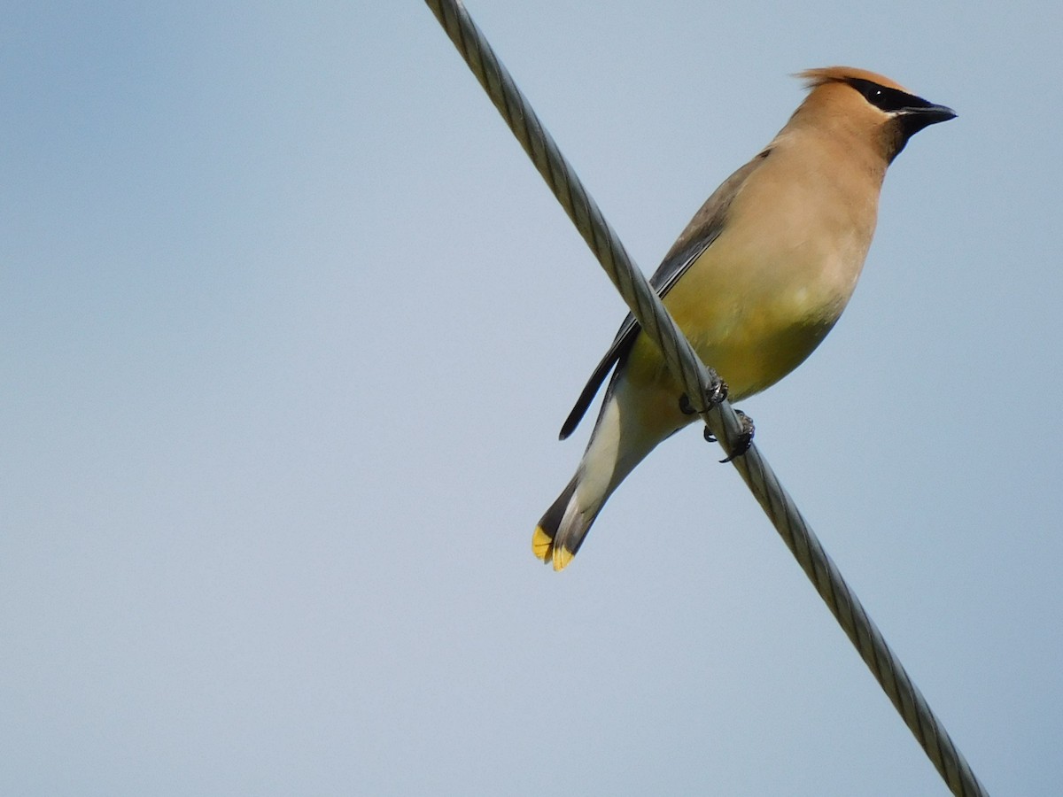 Cedar Waxwing - Ulrike Sliworsky