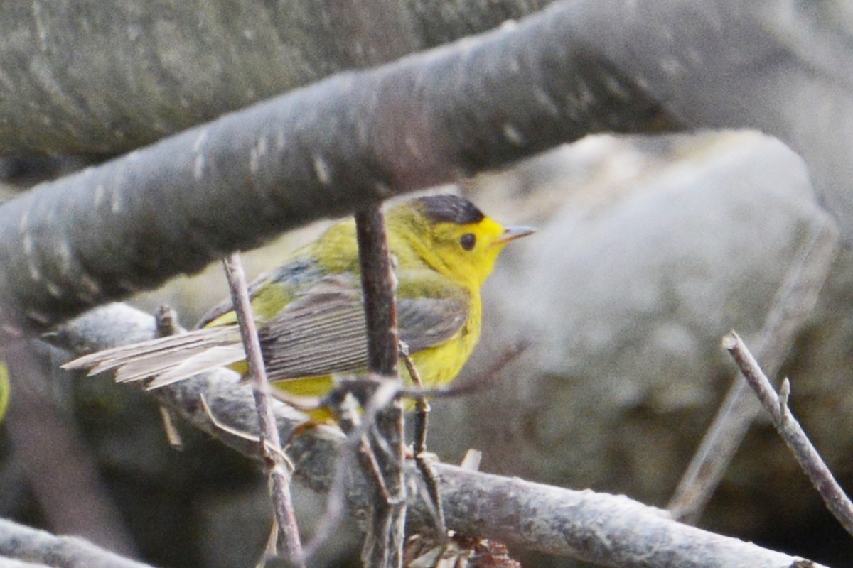 Wilson's Warbler - ML60153751